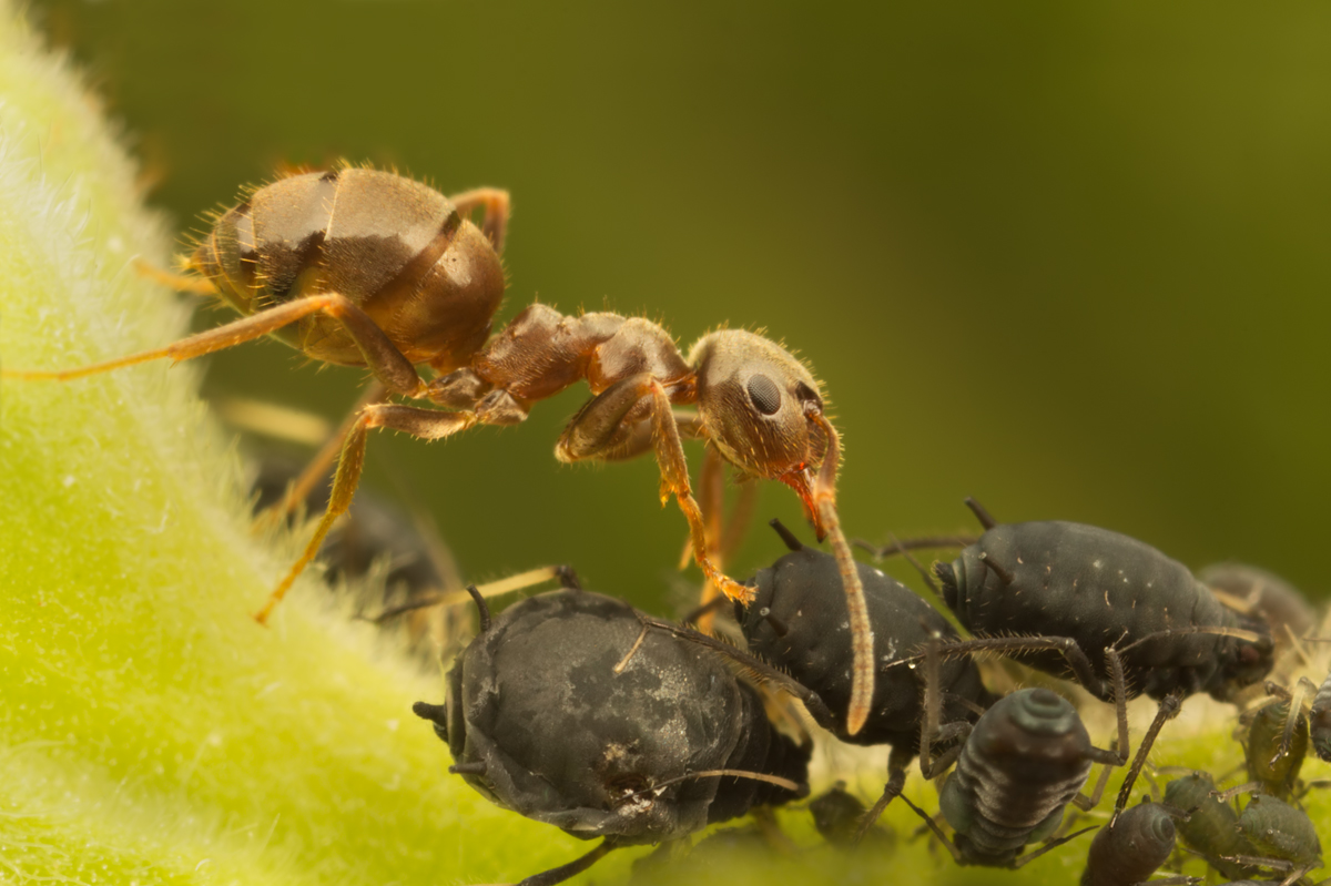 Black Ant and Aphids 1